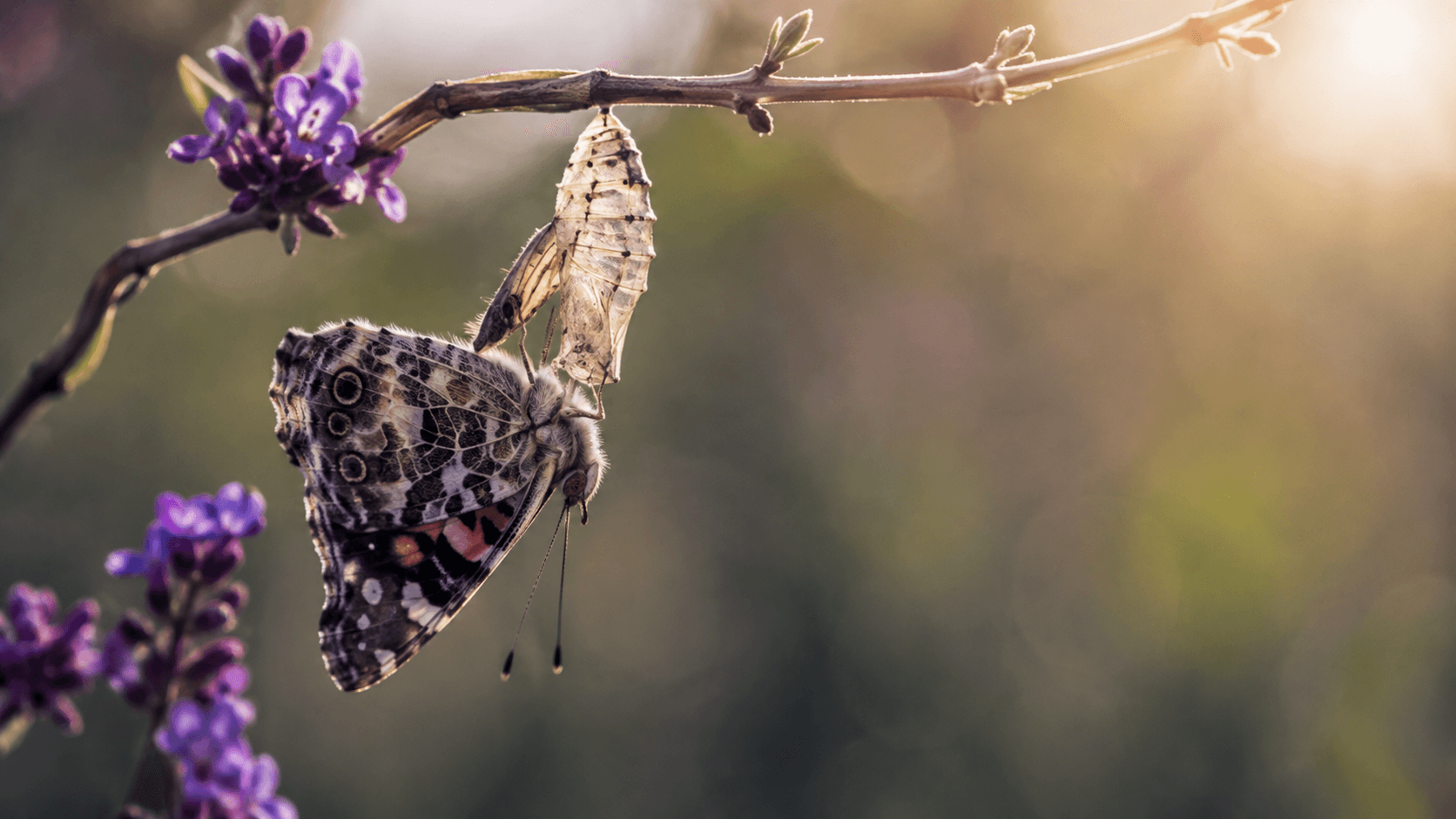 Papillon sortant de sa chrysalide, métaphore du passage de la micro-entreprise à la société.